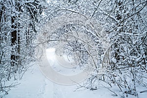 Winter pine trees forest covered with snow. Beautiful winter panorama at snowfall