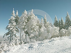 Winter pine trees scenery in mountains