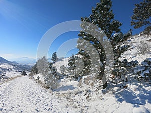 Winter Pine Trees in Snow with Sunbeam Shining -- These snow-covered pine trees show the winter scenery