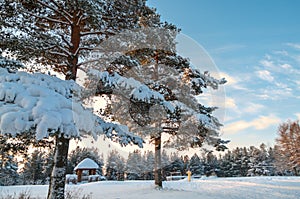 Winter pines in evergreen forest