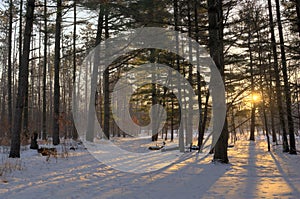 Winter Pines Sunrise