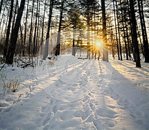 Winter Pines Sunrise