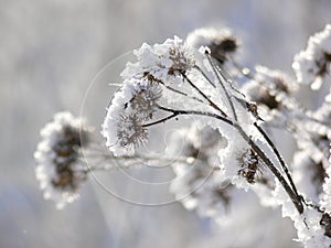 Winter plant