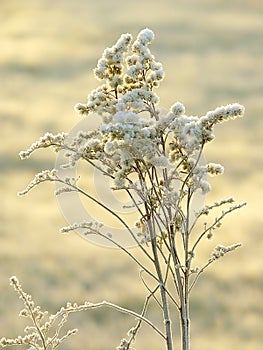 Winter plant with morning frost at sunrise