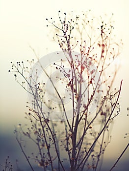 Winter Plant Silhouette