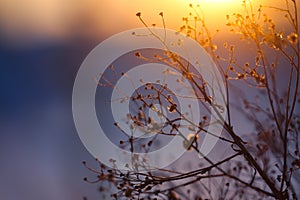 Winter Plant Silhouette at sunset