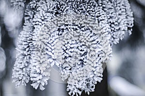 Winter plants in rime snow frost