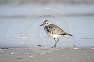 Winter plumage Black-bellied Plover shorebird on the Atlantic ocean beach on Hilton Head Island, South Carolina, USA