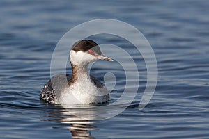 Winter plumage horned grebe podiceps auritus