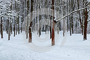 Winter in the Polish Aviators Park, Krakow, Poland