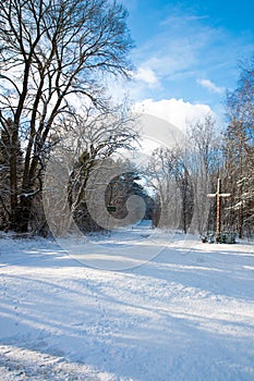 Winter in the Polish forest on the sky background photo