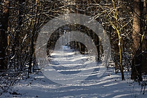 Winter in the Polish forestScieZka w lesie photo