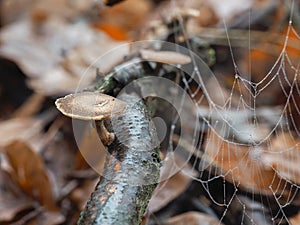 The Winter Polypore Lentinus brumalis is an inedible mushroom photo