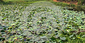 The winter pond is overgrown with lotuses, but the lotus does not bloom. Thailand