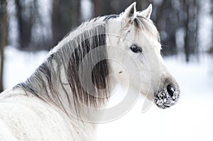 Winter pony