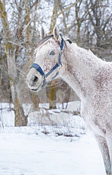 Winter portrait of an Arabian Thoroughbred horse