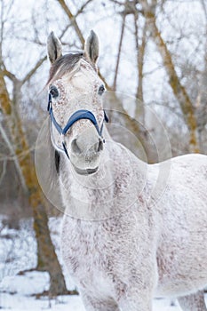 Winter portrait of an Arabian Thoroughbred horse