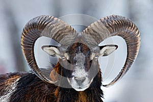 Winter portrait of big forest animal. Mouflon, Ovis orientalis, forest horned animal in nature habitat. Close-up portrait of