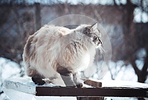 Winter portrait of a cat in the snow