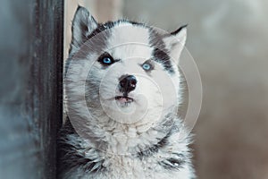 winter portrait of a cute blue-eyed husky puppy