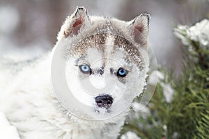 Winter portrait of a cute blue-eyed husky puppy against a background of snowy nature in the forest