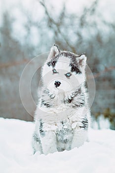 Winter portrait of a cute blue-eyed husky puppy against a background of snowy nature in the forest