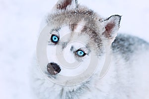 Winter portrait of a cute blue-eyed husky puppy against a snowy nature background