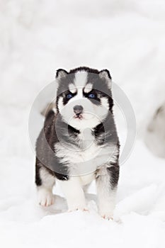 Winter portrait of a cute blue-eyed Siberian husky puppy