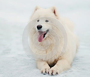 Winter portrait of cute white Samoyed dog lying on a snow
