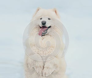 Winter portrait of cute white Samoyed dog standing on its hind legs on snow