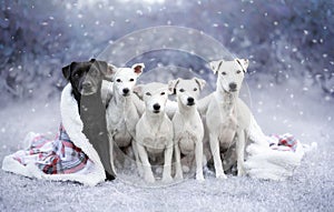 Winter portrait of dogs. Set of 5 Patterdale terrier dogs wrapped and sitting in a blanket.