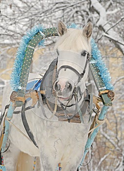 Winter portrait of a gray horse in sledge