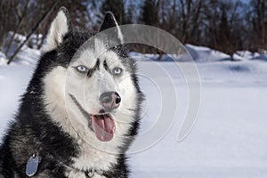 Winter portrait smiling Siberian husky dog against the background of a sunny snow-covered forest. Close-up.