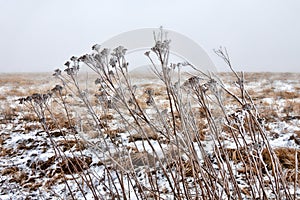 Winter Prairie with dry vegetation