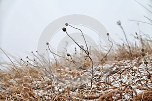 Winter Prairie with dry vegetation, snow and frost