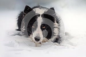 winter puppy fairy tale portrait of a border collie dog in snow