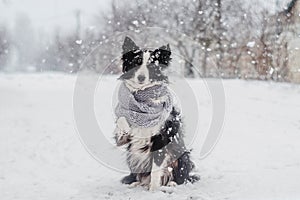 Winter puppy fairy tale portrait of a border collie dog in snow