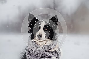 Winter puppy fairy tale portrait of a border collie dog in snow
