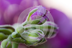 Winter purslane