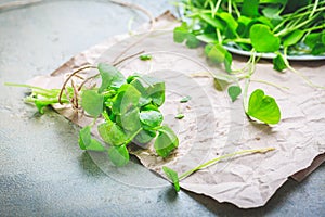 Winter purslane - Indian lettuce, healthy green vegetables for raw salads and cooking