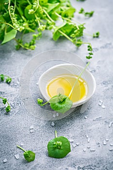 Winter purslane, Indian lettuce, with olive oil and salt. Claytonia perfoliata