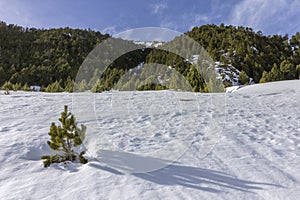 Winter pyrenes landscape near Roc Del Quer trekking trail, Village of Canillo. photo