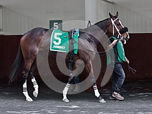 Magnetique and his Groom Head towards the Paddock at Aqueduct Racetrack