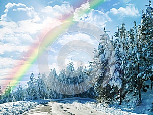 Winter, rainbow and landscape of forest with snow on trees in countryside, environment or woods. Sunshine, clouds or