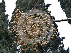 The ripe fruit of the tree Melia azedarach on a branch without leaves photo