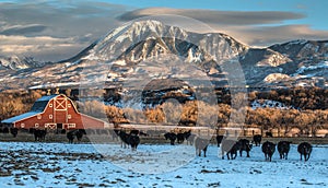 Winter Ranching Scene in Western Colorado