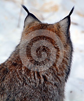 In winter rear head Canada lynx or Canadian lynx