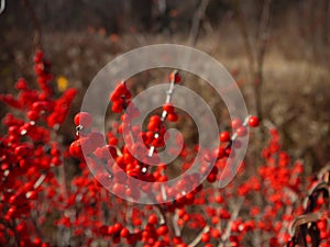 Winter: red berries in New England