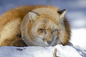 Winter Red Fox photo