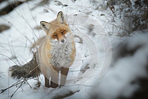 Winter red fox photo